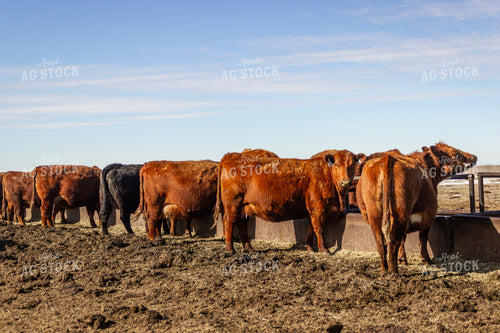 Pregnant Cows Eating at Feedbunk 155142