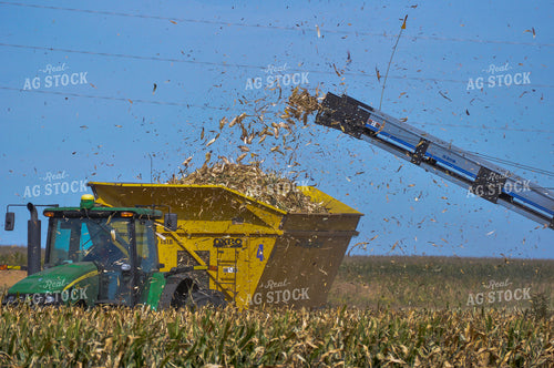 Seed Corn Harvest 103058