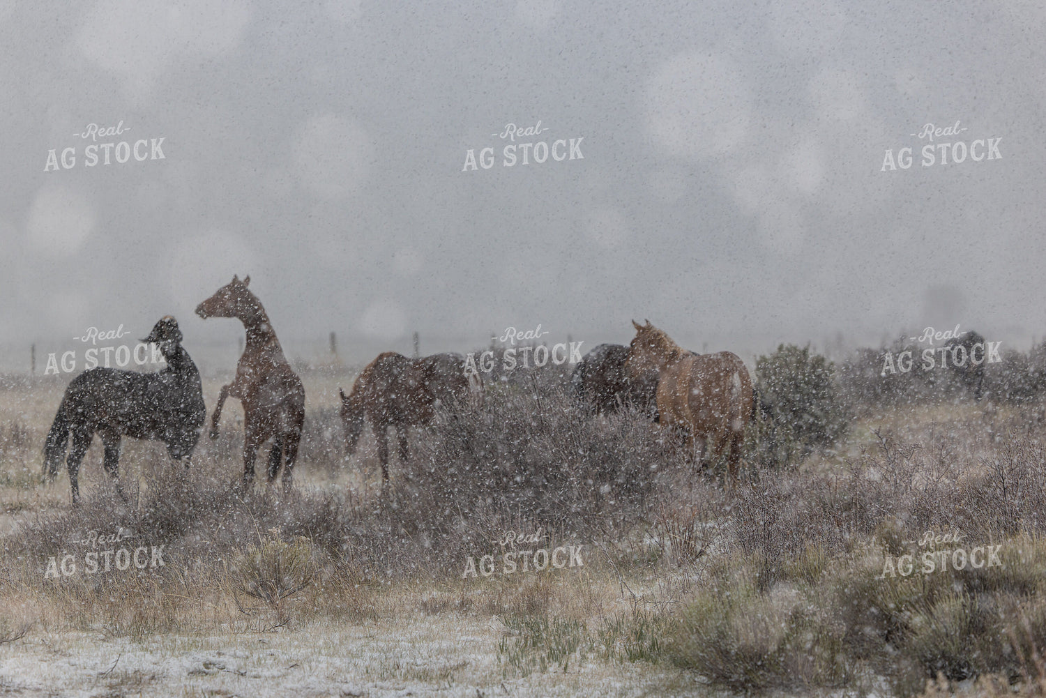 Horses in the Snow 304086