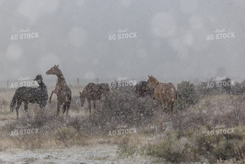Horses in the Snow 304086