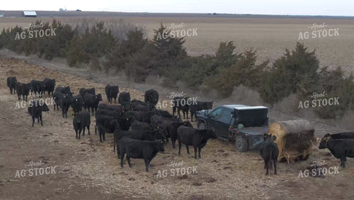 Truck with Bale Bed Feeding Cattle 239140