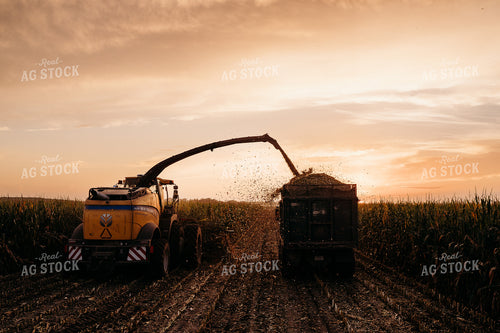Silage Harvest 196382