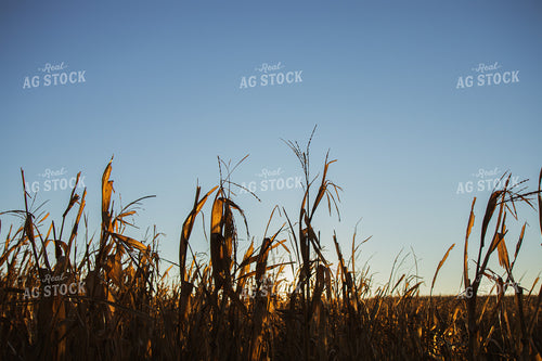 Dried Corn Field at Sunset 67222