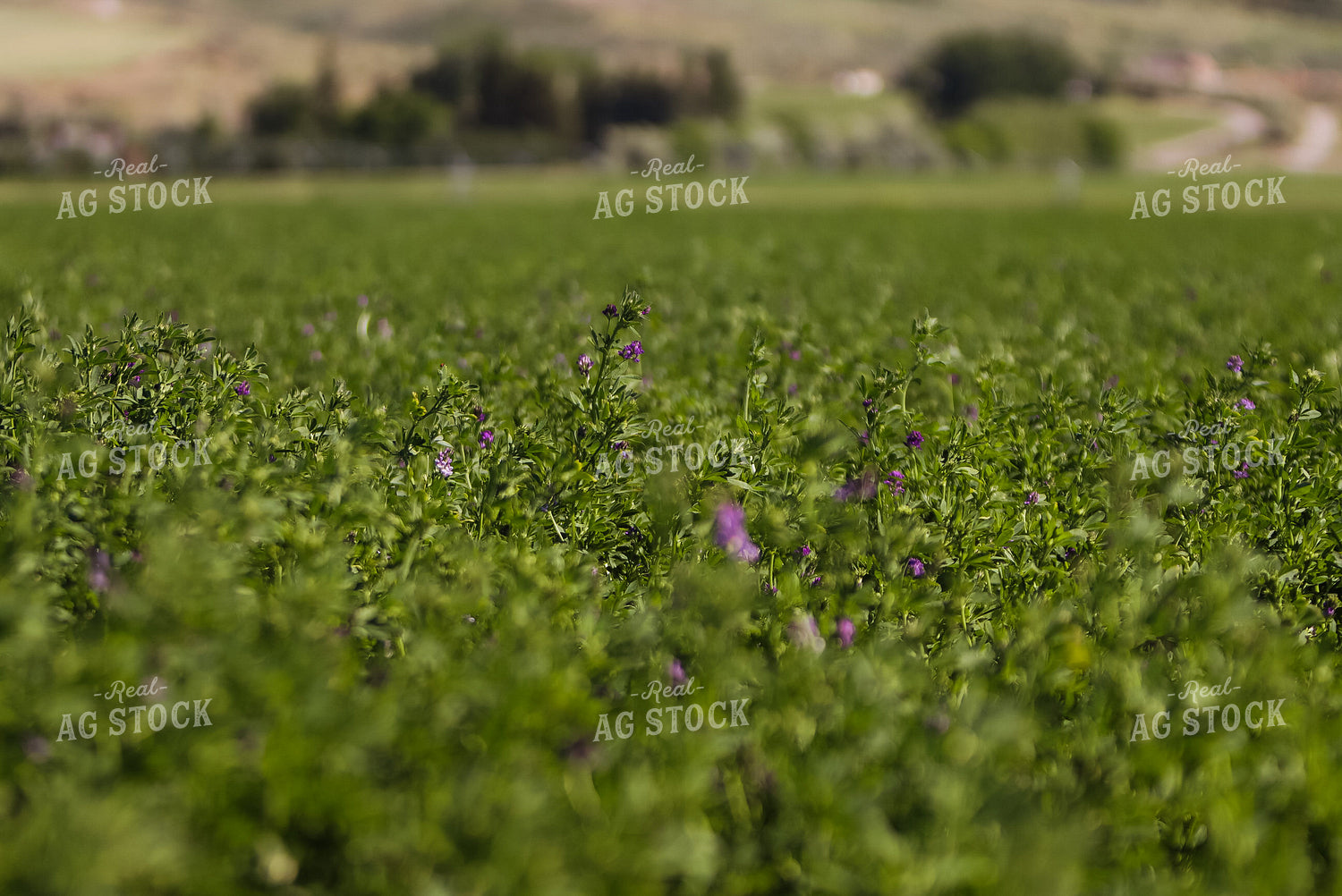 Hay Field 83007