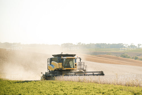 Soybean Harvest 215106