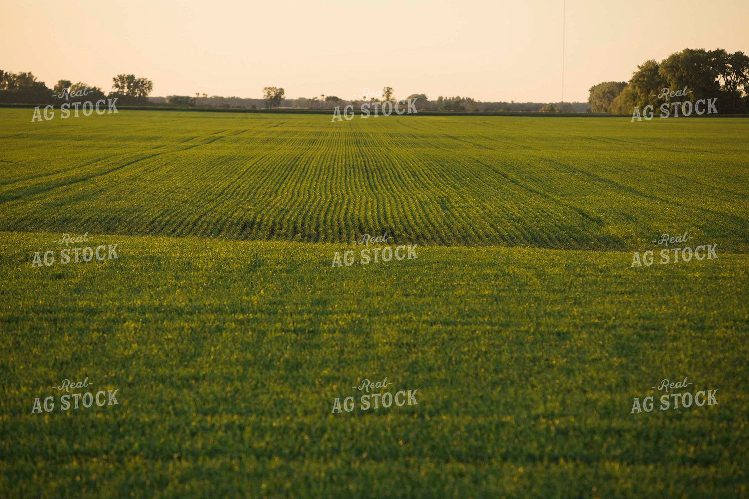 Green Wheat Field 5441
