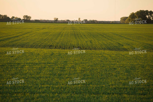 Green Wheat Field 5441