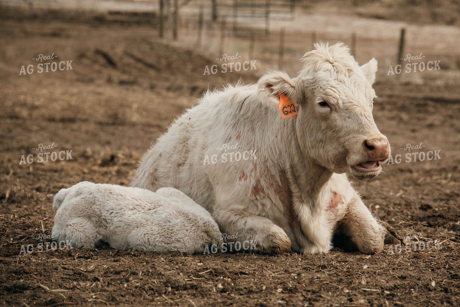 Cow Calf Pair 194055