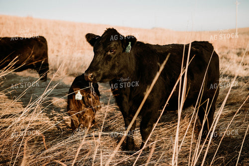 Cow-Calf in Pasture 77219