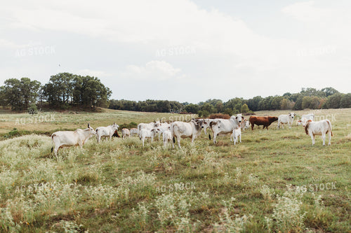 Brahman Cattle 203071