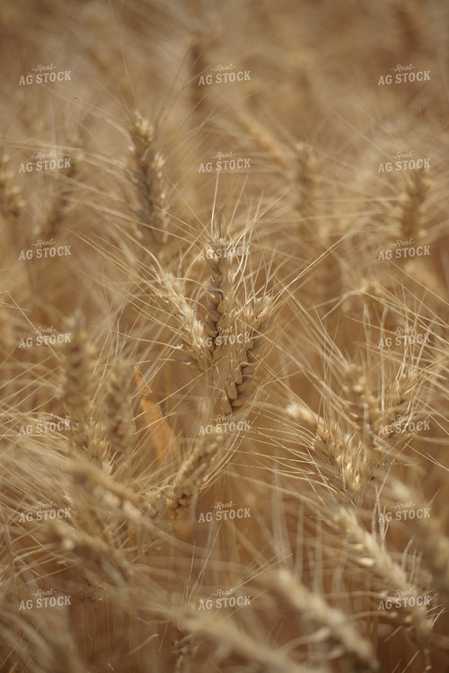 Dry Wheat Close Up 57018