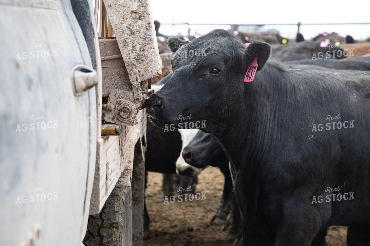 Feeding Cattle 117354