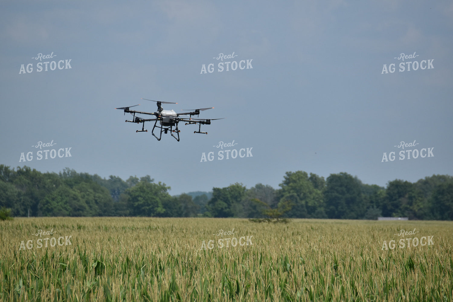 Drone Sprayer Above Corn 84091