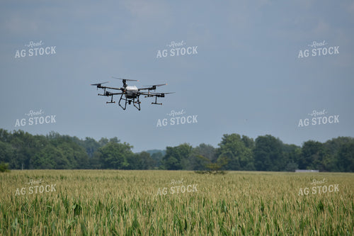 Drone Sprayer Above Corn 84091