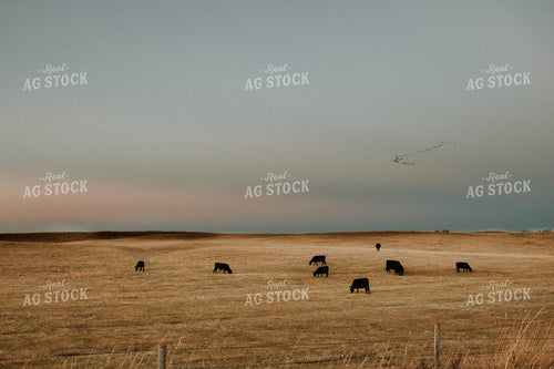 Cattle in Pasture 77107