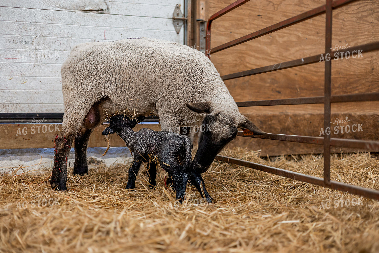 Newborn Lamb and Ewe 93368