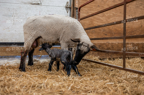 Newborn Lamb and Ewe 93368