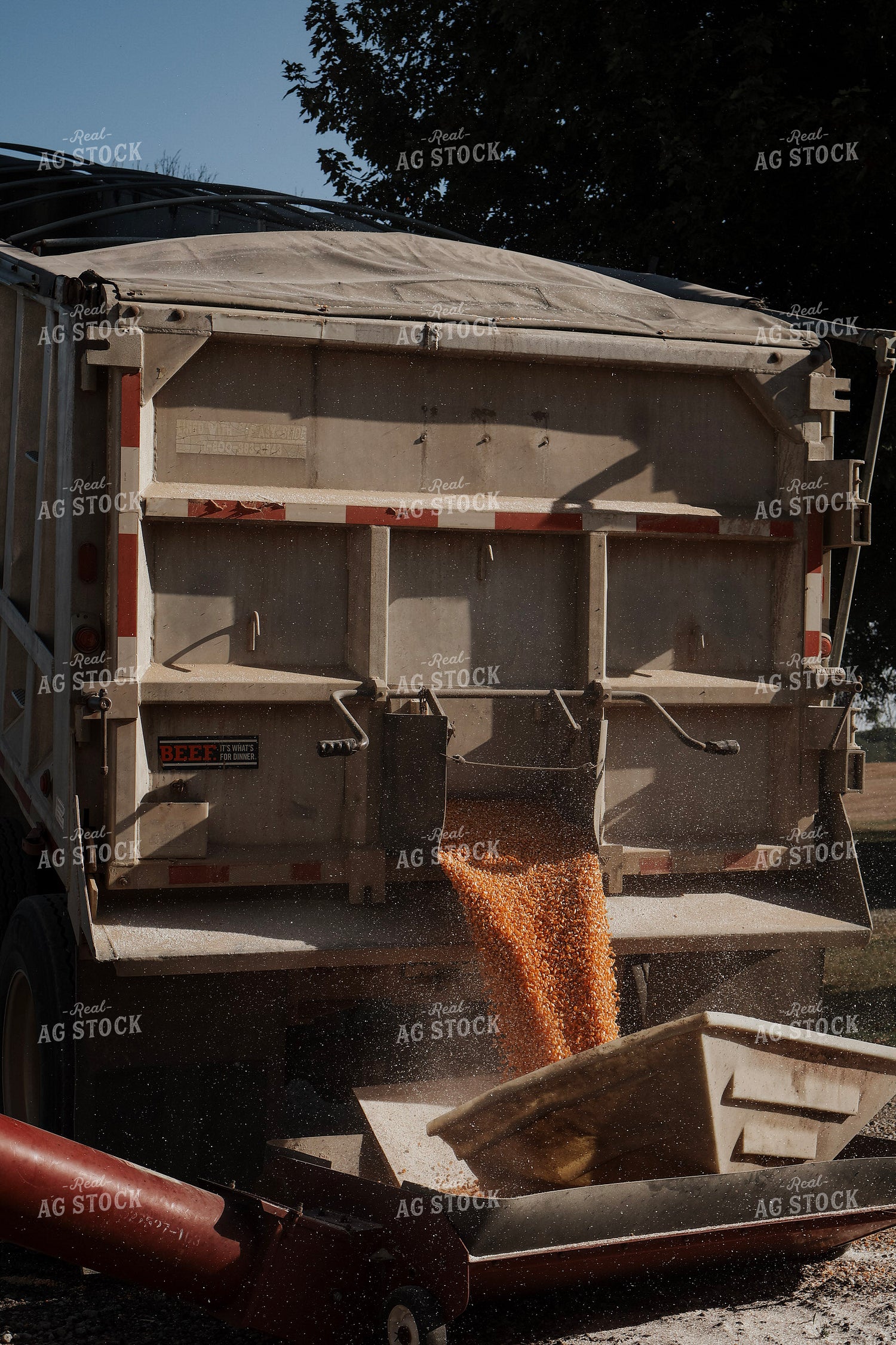 Filling Grain Bin 289013