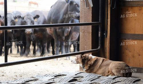Ranch Dog Moving Cattle 275012