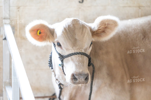 Show Cow 52859
