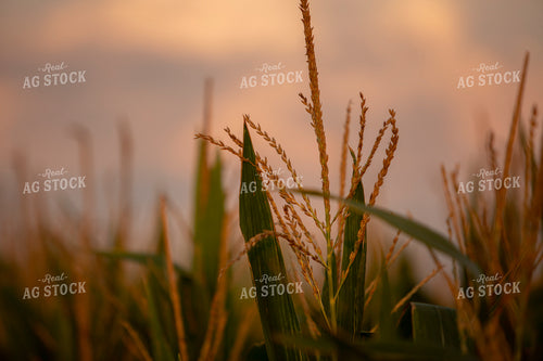 Corn - Mid-Season 2282
