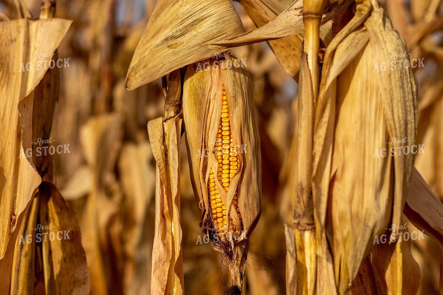 Dried Corn Field 67157