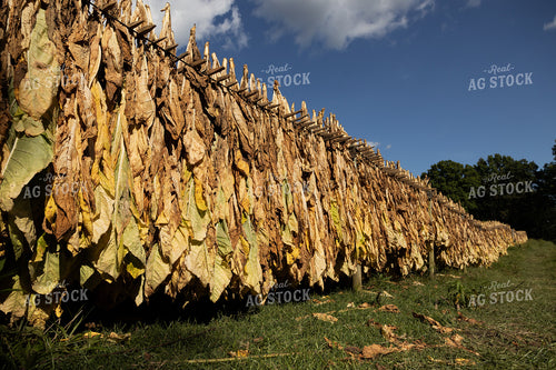 Curing Tobacco 52554