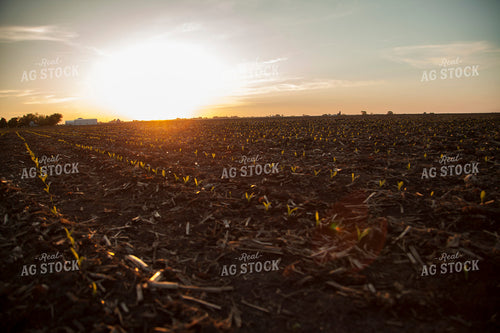 Corn - Early Growth 1160