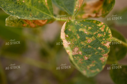 Soybeans with Chemical Damage 191205