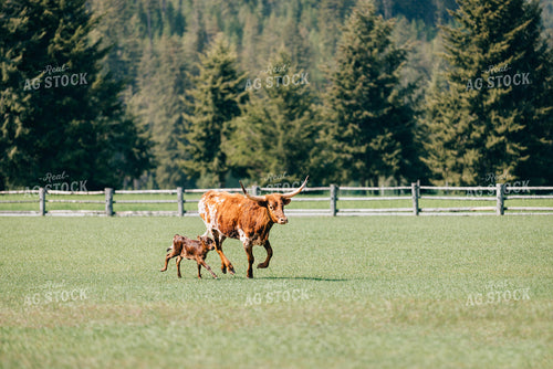 Longhorn Cow and Calf 178003