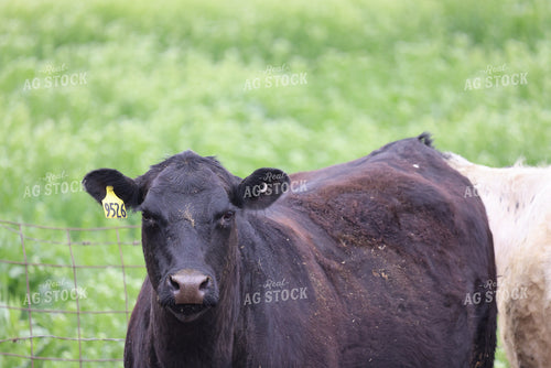 Cattle on Pasture 160300