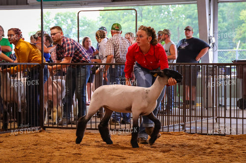 4H Kid Showing Sheep 52177