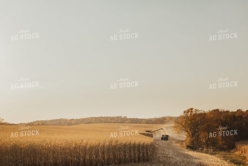 Corn Harvest 9485