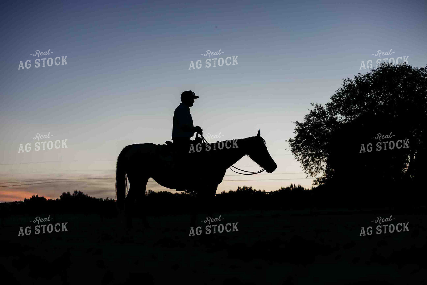 Silhouette of Cowboy on Horseback 281087