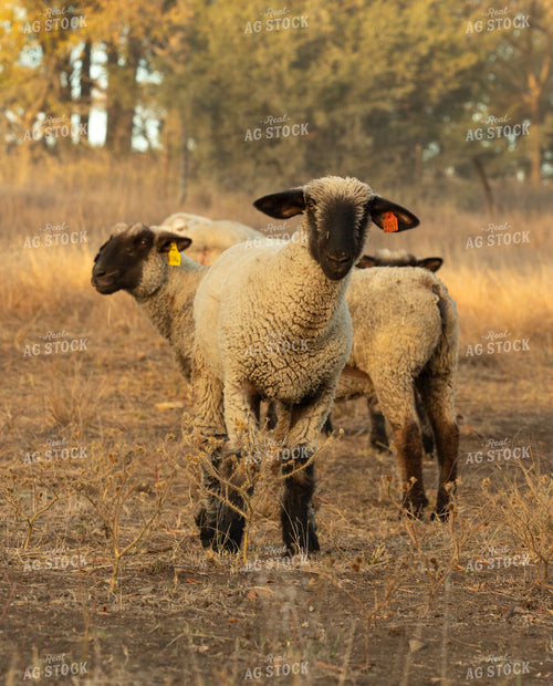 Sheep 264017