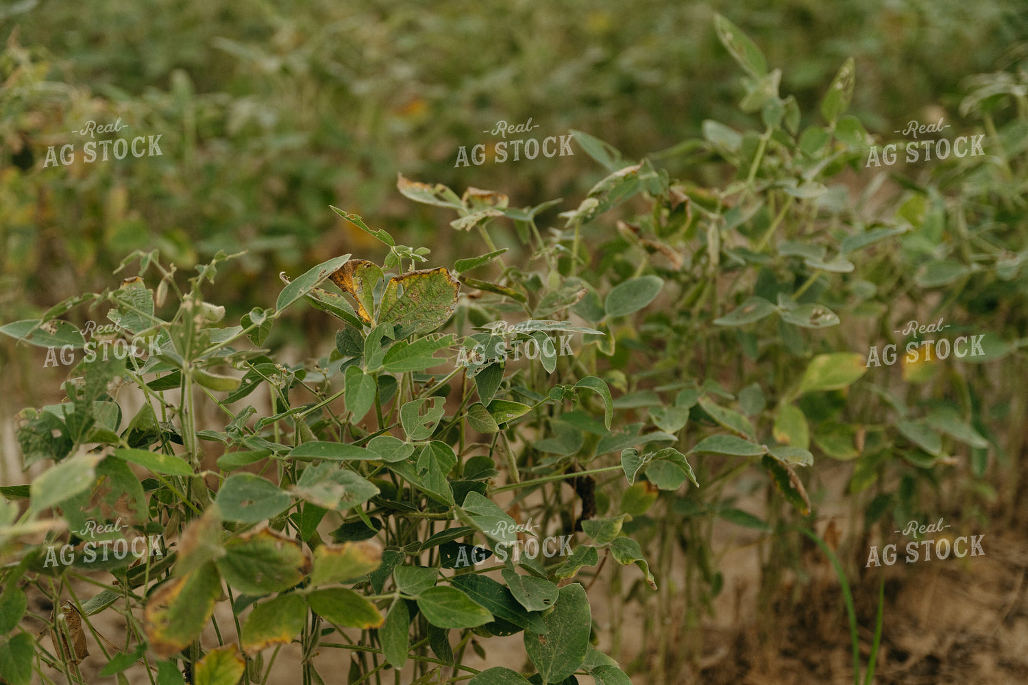 Damaged Soybeans 125258
