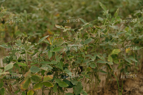 Damaged Soybeans 125258