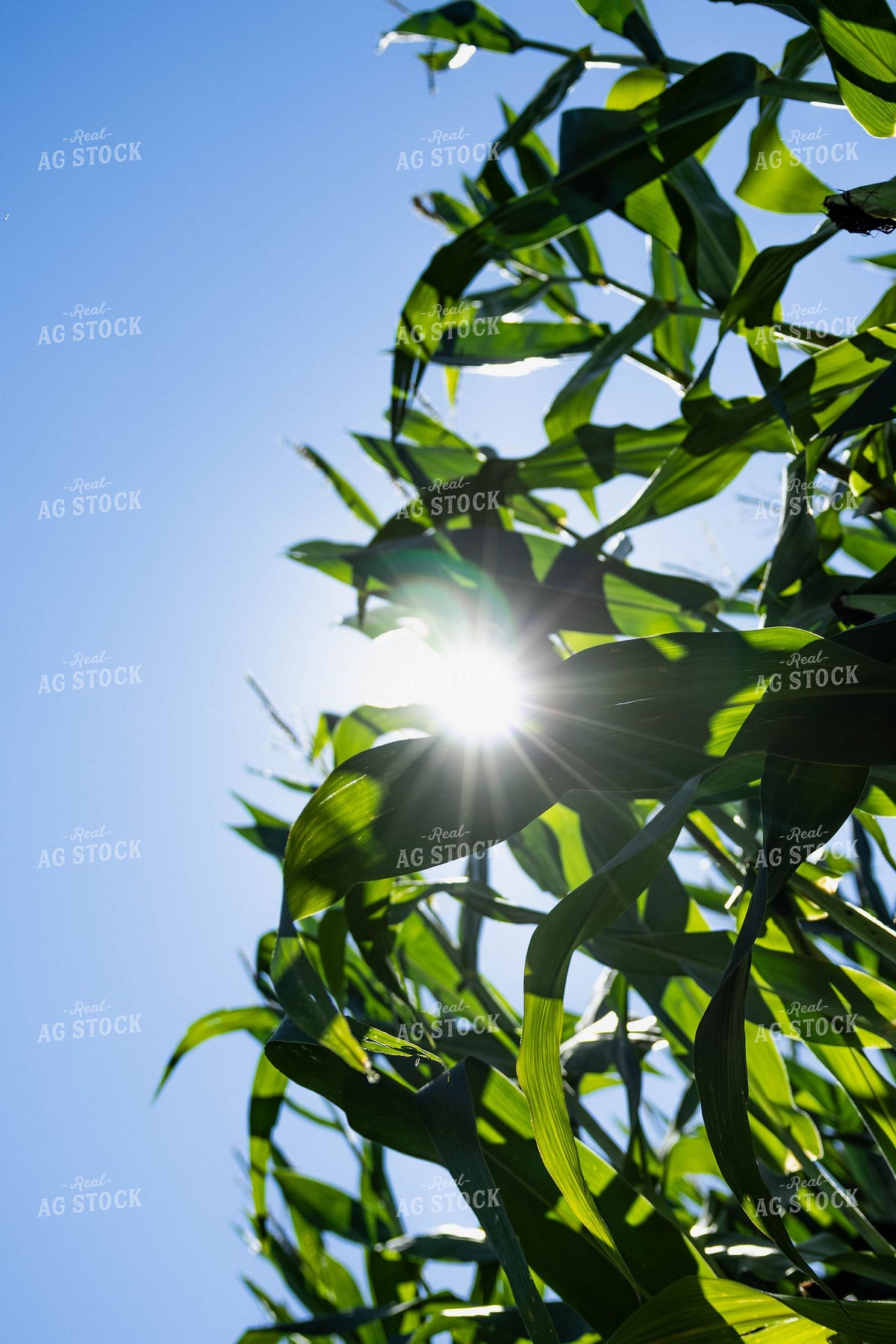 Sun Flare Through Mid-Season Corn Canopy 409007