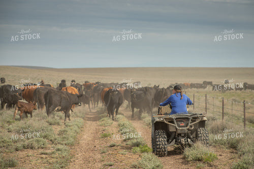 Moving Cattle with Four Wheeler 78228