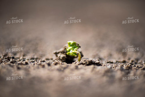 Cotton Seedling Emerges from Ground 136031