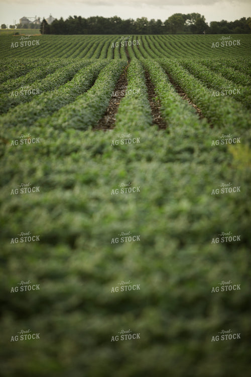 R1 Soybean Field 6290
