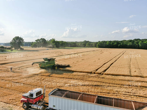 Combining Wheat 79021