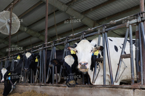 Holstein Cattle 295062