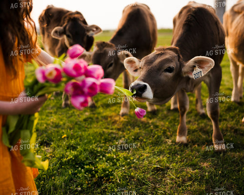 Farm Kid Feeding Brown Swiss Cattle 195054