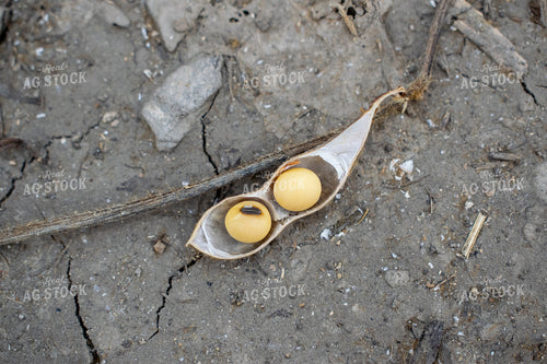 Soybeans in Pod on Ground 50035
