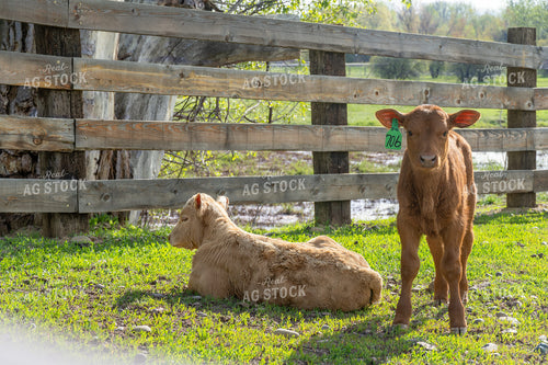 Two Calves Rest and Graze in a Scenic Ranch Pasture 65205
