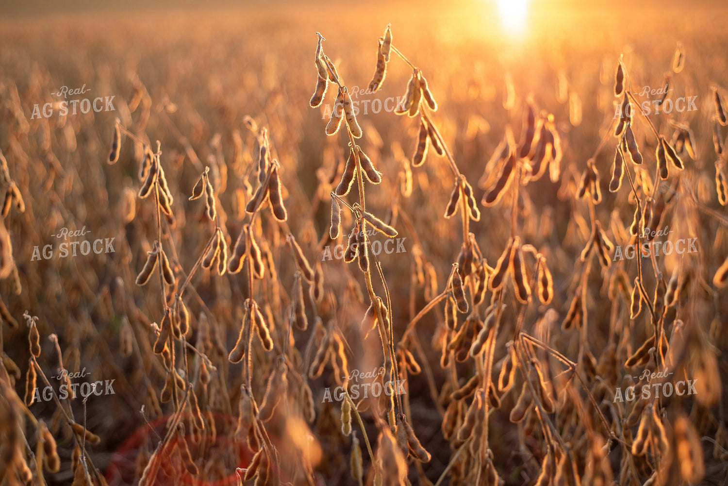 Dried Soybeans at Sunset 76014