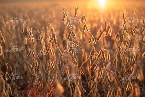 Dried Soybeans at Sunset 76014