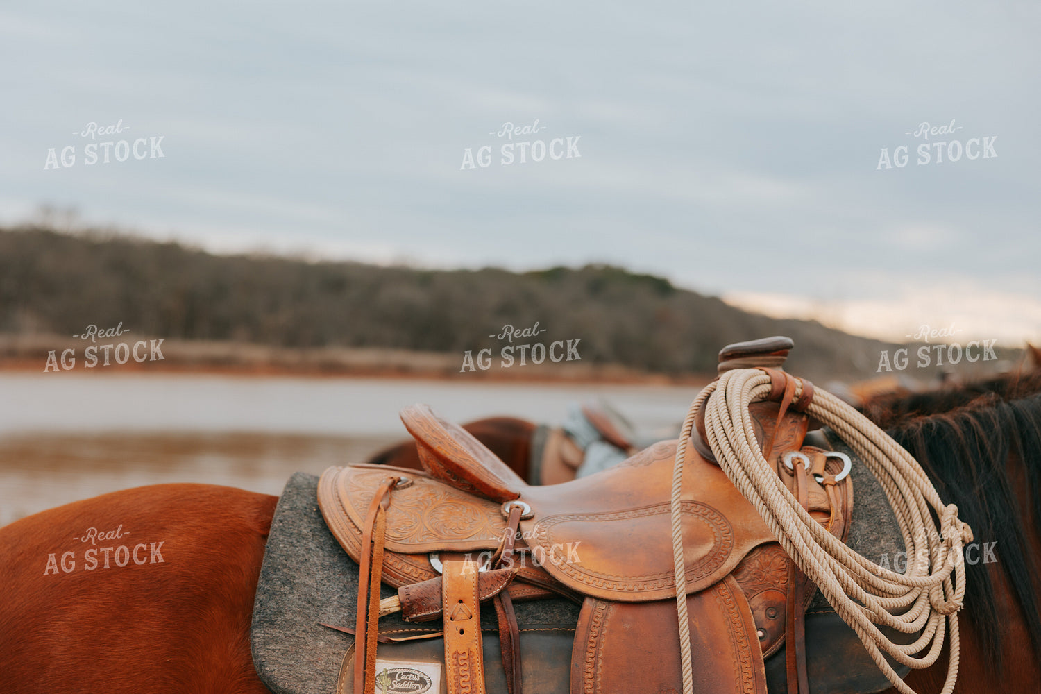 Horses on Trail Ride 205148