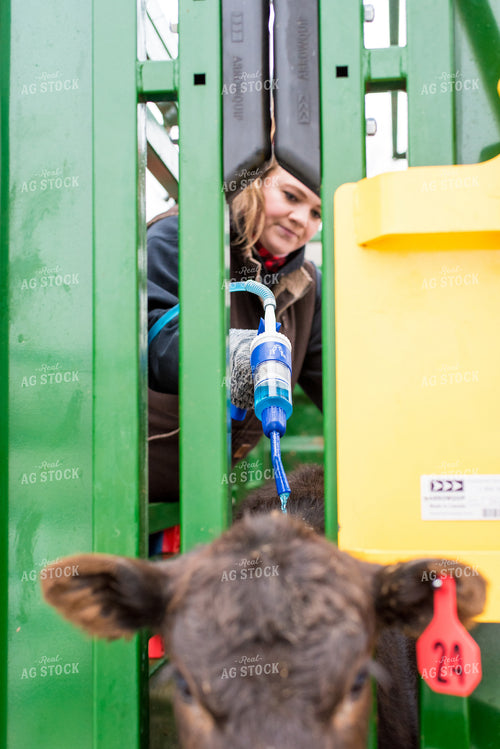Calf in Chute with Farmer 74066